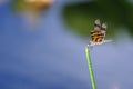 Halloween Pennant Dragonfly - Celithemis eponina