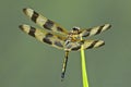 Halloween pennant dragonfly Royalty Free Stock Photo