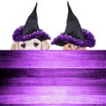 Halloween Pet Dog Cat Dressed Up Witch Costume For Animal Trick Treat Disguise Magic Border Sign Puppy Kitten Sale Banner