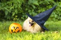 halloween pet. happy red haired ginger dog Pomeranian spitz in black hat witch costume with pumpkin Jack, bucket for candy Royalty Free Stock Photo