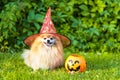 halloween pet. happy red haired ginger dog Pomeranian spitz in red hat witch costume with pumpkin Jack Royalty Free Stock Photo