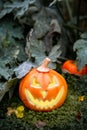 Halloween pimpkin, jack-o-lantern on festive background