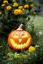 Halloween pimpkin, jack-o-lantern on festive background