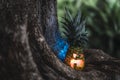 Halloween pineapple with a scary face on the roots of a tree Royalty Free Stock Photo