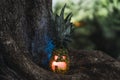 Halloween pineapple with a scary face on the roots of a tree Royalty Free Stock Photo