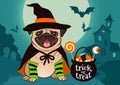 Halloween pug dog dressed as witch with hat, cape, cauldron with