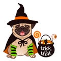 Halloween pug dog vector cartoon illustration. Cute chubby sitting pug puppy in witch costume with black hat and cape, cauldron t