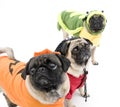 Halloween Pugs Royalty Free Stock Photo