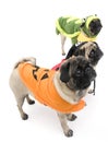 Halloween Pugs Royalty Free Stock Photo