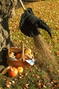 Halloween pumpkin basket and hat