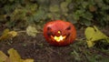 Halloween pumpkin burns with real fire. Jack lantern lies on the ground at the holiday. Royalty Free Stock Photo
