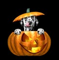 Halloween pumpkin with cute dalmatian dog - isolated on black