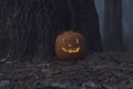 Halloween pumpkin in dark autumn forest Royalty Free Stock Photo