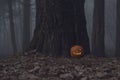 Halloween pumpkin in dark autumn forest Royalty Free Stock Photo