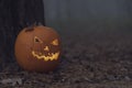 Halloween pumpkin in dark autumn forest Royalty Free Stock Photo