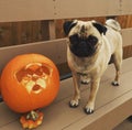 Halloween pumpkin dog and one handsome pug