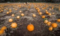 Halloween pumpkin farm in Canada.