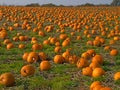 Halloween Pumpkin field background image