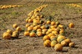 Halloween Pumpkin field Royalty Free Stock Photo