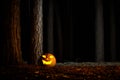 Halloween Pumpkin In A Forest At Night Royalty Free Stock Photo