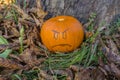 Halloween pumpkin on the grass at autumn's park Royalty Free Stock Photo