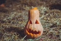 Halloween Pumpkin . Halloween pumpkin grinning in the most evil fashion . Spooky Halloween Jack o Lantern . Pumpkin on dry straw i Royalty Free Stock Photo