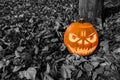 Halloween pumpkin on the ground with leaves and tree trunk Royalty Free Stock Photo