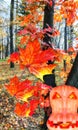 Halloween pumpkin head near red orange maple tree in autumn