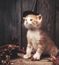 Halloween pumpkin jack-o-lantern and ginger kitten on black wood background Royalty Free Stock Photo