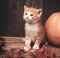 Halloween pumpkin jack-o-lantern and ginger kitten on black wood background Royalty Free Stock Photo