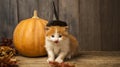 Halloween pumpkin jack-o-lantern and ginger kitten on black wood background Royalty Free Stock Photo