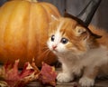 Halloween pumpkin jack-o-lantern and ginger kitten on black wood background Royalty Free Stock Photo