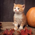 Halloween pumpkin jack-o-lantern and ginger kitten on black wood background Royalty Free Stock Photo