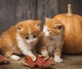 Halloween pumpkin jack-o-lantern and ginger kitten on black wood background Royalty Free Stock Photo