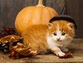 Halloween pumpkin jack-o-lantern and ginger kitten on black wood background Royalty Free Stock Photo