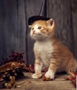 Halloween pumpkin jack-o-lantern and ginger kitten on black wood background Royalty Free Stock Photo