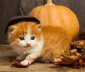 Halloween pumpkin jack-o-lantern and ginger kitten on black wood background Royalty Free Stock Photo