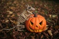 Halloween . Pumpkin Jack and spooky rat skeleton on the background of autumn foliage.