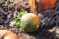 Pumkin patch on farm land.family fun halloween carvings Royalty Free Stock Photo