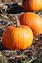 Pumkin patch on farm land.family fun halloween carvings Royalty Free Stock Photo