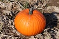 Pumkin patch on farm land.family fun halloween carvings Royalty Free Stock Photo