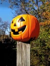 Halloween pumpkin nature fall outside daytime