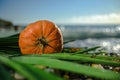 Halloween pumpkin on a palm leaf on the wet stones of the sea coast. the symbol of the harvest Royalty Free Stock Photo