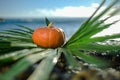 Halloween pumpkin on a palm leaf on the wet stones of the sea coast. the symbol of the harvest Royalty Free Stock Photo