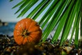 Halloween pumpkin on a palm leaf on the wet stones of the sea coast. the symbol of the harvest Royalty Free Stock Photo