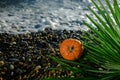 Halloween pumpkin on a palm leaf on the wet stones of the sea coast. the symbol of the harvest Royalty Free Stock Photo