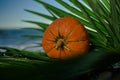 Halloween pumpkin on a palm leaf on the wet stones of the sea coast. the symbol of the harvest Royalty Free Stock Photo