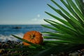 Halloween pumpkin on a palm leaf on the wet stones of the sea coast. the symbol of the harvest Royalty Free Stock Photo