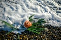 Halloween pumpkin on a palm leaf on the wet stones of the sea coast. the symbol of the harvest Royalty Free Stock Photo