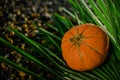 Halloween pumpkin on a palm leaf on the wet stones of the sea coast. the symbol of the harvest Royalty Free Stock Photo